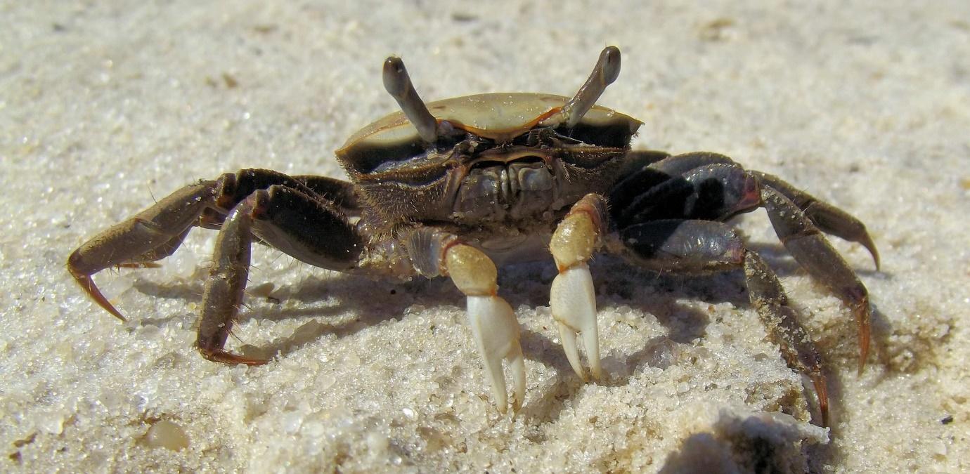 Fiddler Crabs