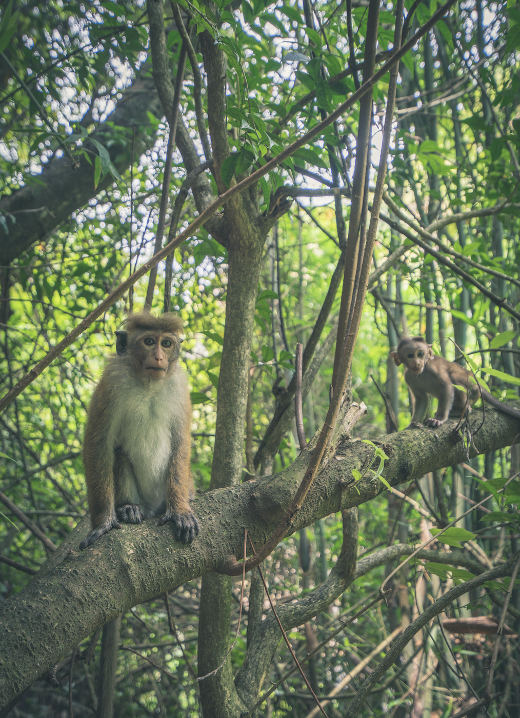 Monkeys in the Jungle near Ramboda Falls