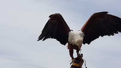 Photos of Falcon Ridge - Bird Of Prey Center