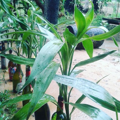 Photos of SWEET MOMENTS GARDEN RESTAURANT