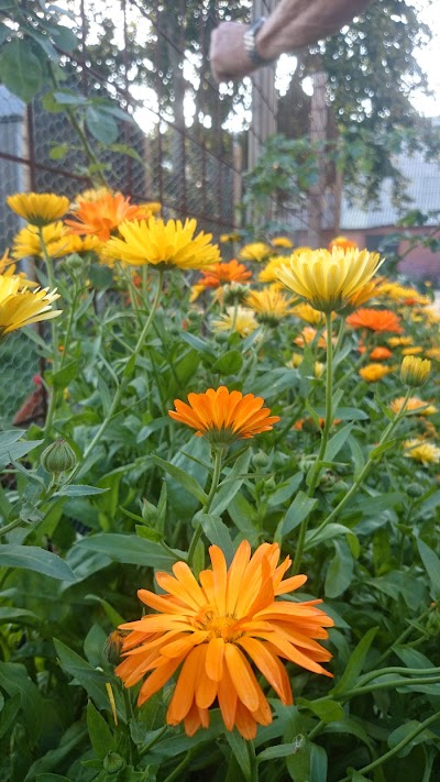 Photos of Mrs. Pedersen's garden