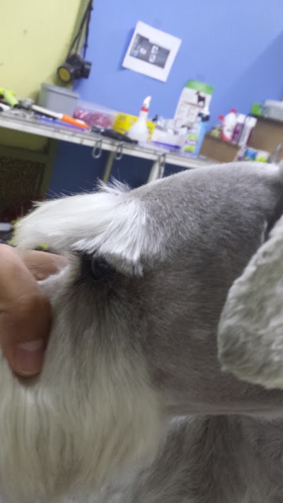 Photos of Cleaner DOG