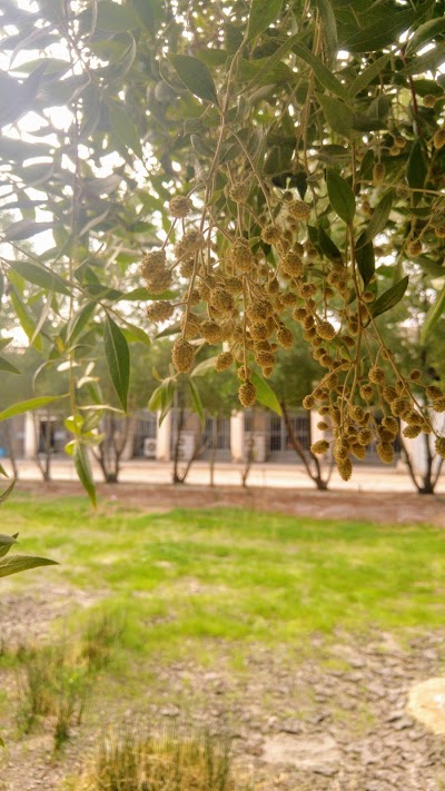 Photos of Engineering College's Garden