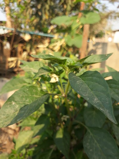 Photos of Public Park ပြည်သူ့ဥယျာဉ်