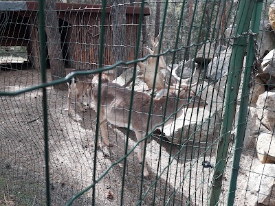 Photos of Kompleks Borova Gora (Sidi Grup Ad)