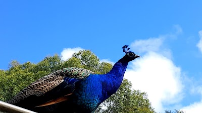 Photos of Great Ocean Road Wildlife Park