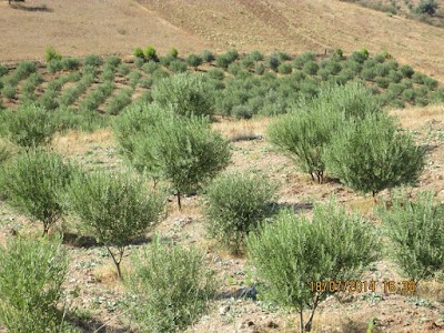 Photos of مشيتيوة