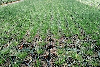 Photos of S. Zarecko gelininkystes ukis