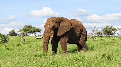 Photos of Mavela Game Lodge
