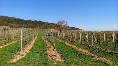Photos of F&ouml;hrenberge Nature Park