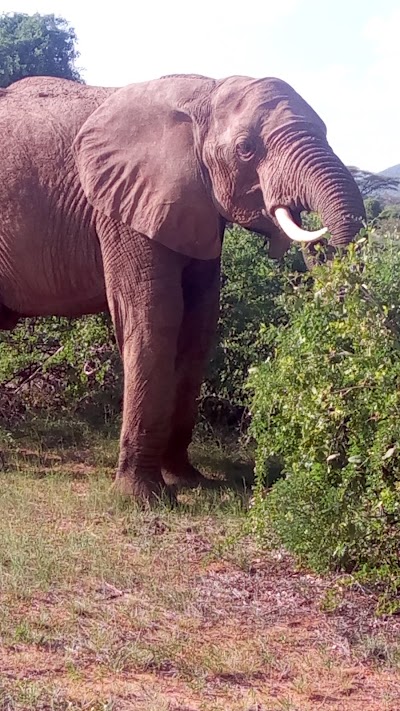Photos of Saruni Samburu