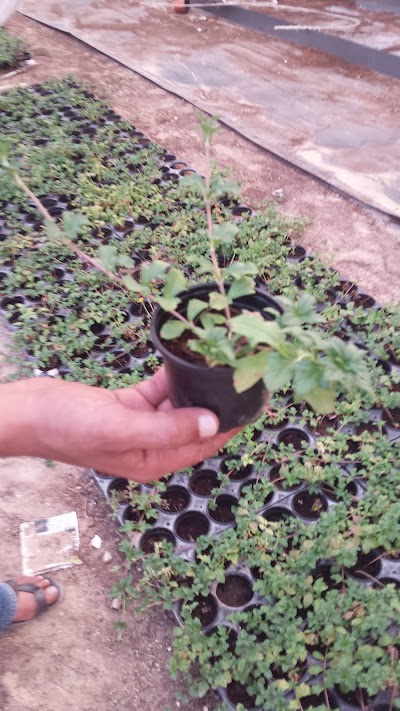 Photos of Mazaya nursery