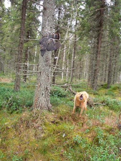 photo of Metsästysmatkailua.Metsästyspalvelut Kokkoniemi