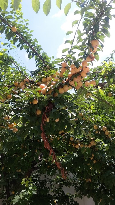 Photos of ردیاب و جی پی اس نیکا