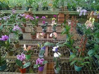 Photos of Orchid Tribe