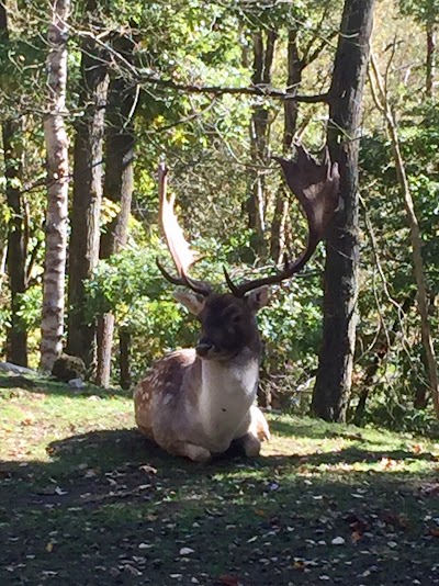 Photos of Parc &agrave; gibier