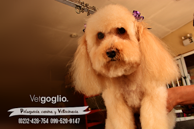 Photos of Dog Grooming Quito Vetgoglio