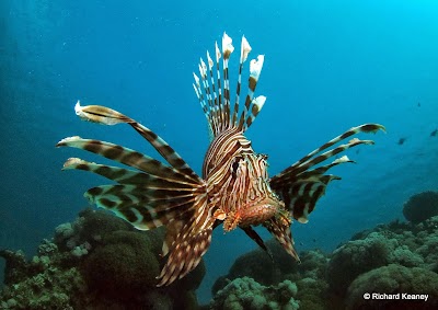 Photos of Black Rock Dive Centre