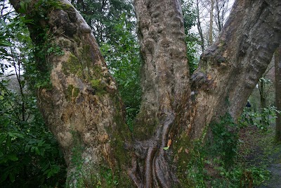 Photos of Car Park, Coole Park