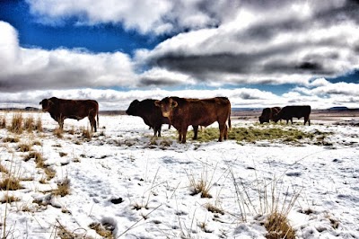 Photos of Roodepoort Farm