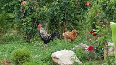 Photos of Đulba&scaron;ča