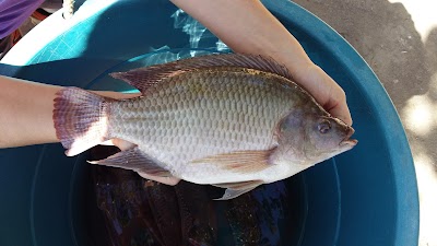 Photos of Cazali Tilapia & Restaurante