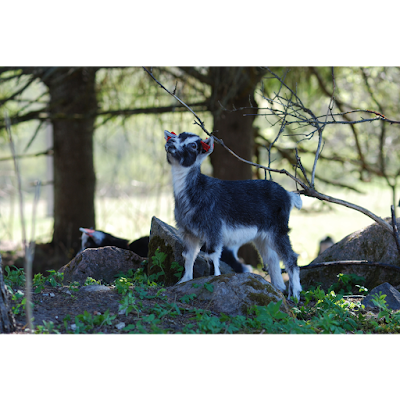 Photos of H&otilde;beda kitsefarm