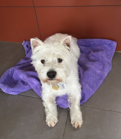 Photos of A Dogs Domain and Cats Too