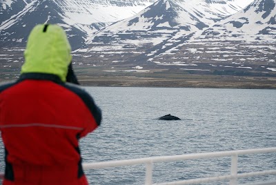 Photos of Elding Whale Watching Akureyri