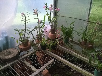 Photos of Orchid Tribe