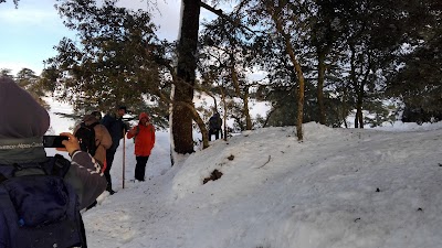 Photos of Theniet el Had Tissemsilt National Park