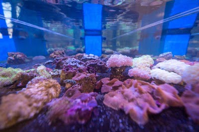 Photos of Neptunea SA