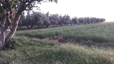 Photos of ملعب المنيرا
