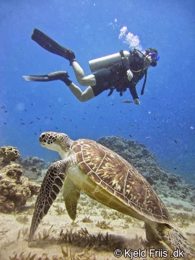 Photos of Sea Dancer Dive Center