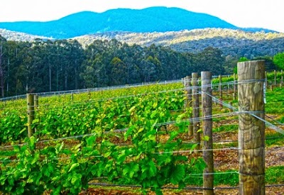 Photos of Valley Farm Vineyard Cottages