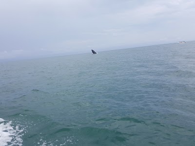 Photos of Dolphin Tours