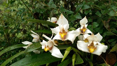 Photos of Bellavista Cloud Forest Reserve & Lodge