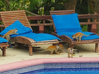 Photos of Tulemar Resort