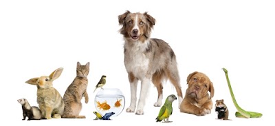 Photos of Brooker Ridge Animal Hospital