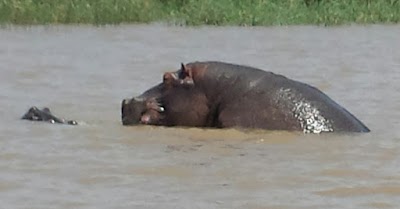 Photos of Elephant Coast Guesthouse