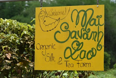 Photos of Mai Savanh Lao Tateng