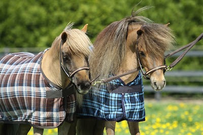 Photos of Mini Horse Shop