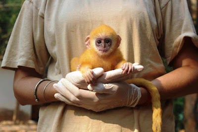 Photos of Angkor Center for Conservation of Biodiversity (ACCB)