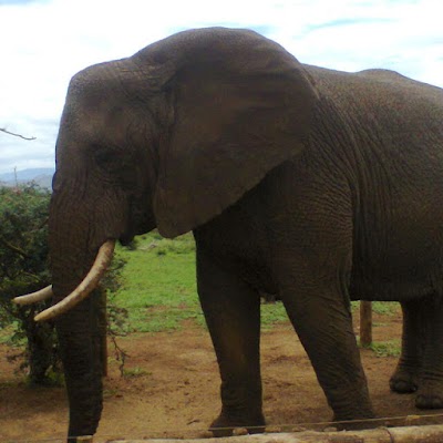 Photos of Engen Nyala 1 Stop