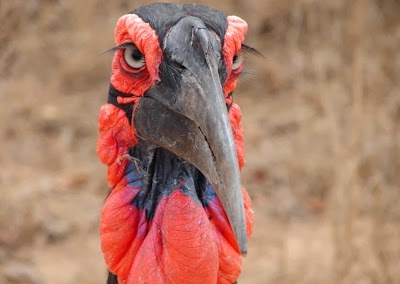 Photos of Cambalala - Kruger Park Lodge