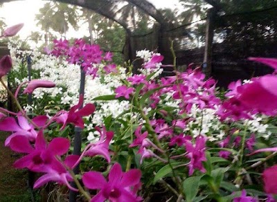Photos of KT Orchids