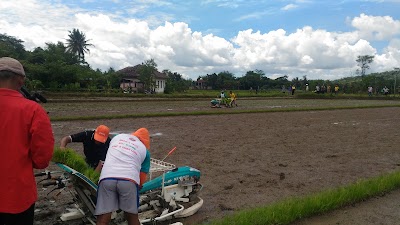 Photos of Bibit Gurami Merah