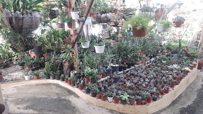 Photos of Vivero Plantysol
