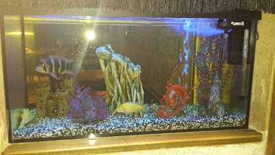 Photos of Bar Grill "Sotus vilkas"