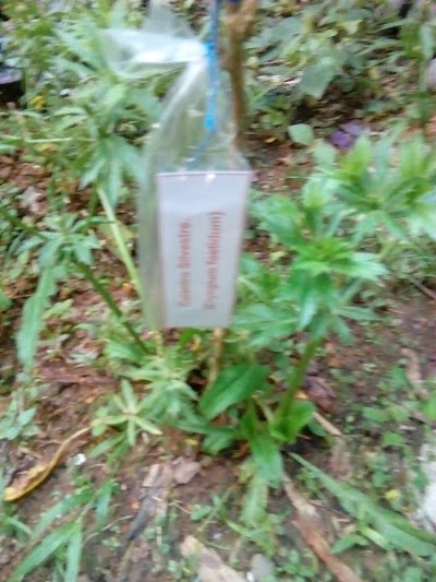 Photos of Etnobotanica Tururuwak